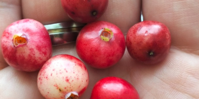 Vendo arándanos rojos de pantano frescos, recolectados por encargo