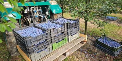 Ciruelas al por mayor, directamente del huerto. Distribuimos ciruelas
