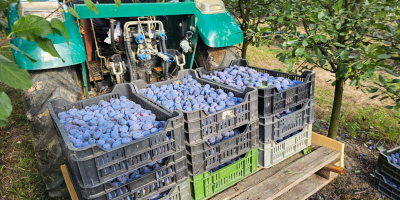 Ciruelas al por mayor, directamente del huerto. Distribuimos ciruelas