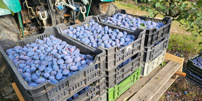 Ciruelas al por mayor, directamente del huerto. Distribuimos ciruelas