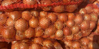 El fabricante vende cebollas de la cosecha 2025 de