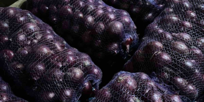 El fabricante vende cebollas de la cosecha 2025 de