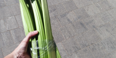 Ruibarbo de Casubia, fresco en paquetes o cortado por