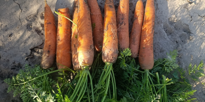 Vendo zanahorias comerciales e industriales de la variedad bermuda.