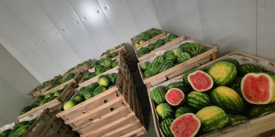 Vendo sandía polaca de la variedad Melia.