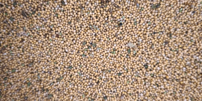 Hola, vendo mostaza blanca, variedad Gracja, ideal para cultivos