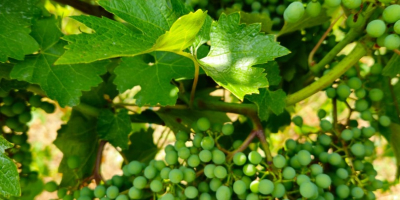 Vendo 330 toneladas de uvas: 70 % tintas y