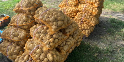 Papas DENAR, 40 sacos de 15 kg cada uno.