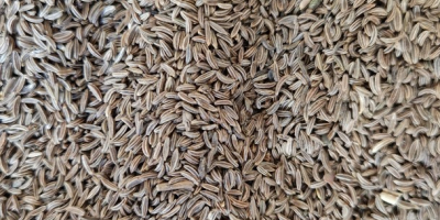 Origen y experiencia: Soy un agricultor polaco con amplia