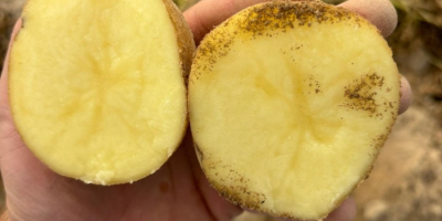 Se venden patatas a 0,30€ kg.[teléfono]emos de muchas variedades,