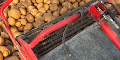 Se venden patatas a 0,30€ kg.[teléfono]emos de muchas variedades,