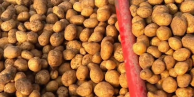 Se venden patatas a 0,30€ kg.[teléfono]emos de muchas variedades,