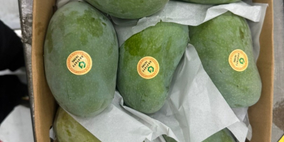 Mango fresco listo para comer importado de Egipto a