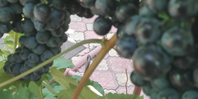 Viñedo propio Variedad -Borgoña