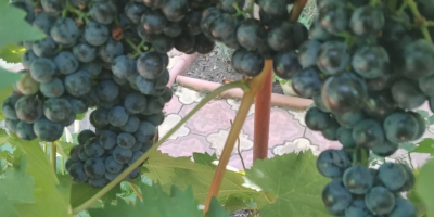 Viñedo propio Variedad -Borgoña