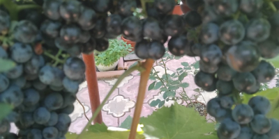Viñedo propio Variedad -Borgoña