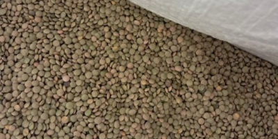 Se venden hasta 23.000 kg de lentejas peque&ntilde;as a