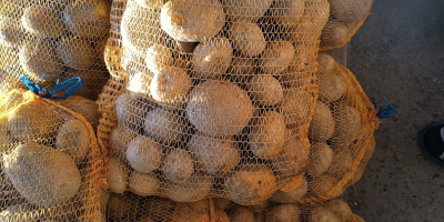 Vendo patatas de la variedad Vineta, muy sabrosas, recién