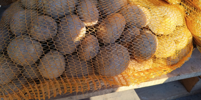 Vendo patatas de la variedad Vineta, muy sabrosas, recién