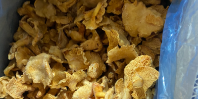 Disponemos de 8 toneladas de rebozuelos limpios y congelados