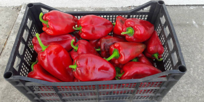 Oferta de pimientos rojos frescos. &quot;Bašta i špajz&quot; Ltd.