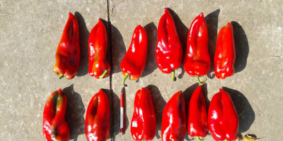 Oferta de pimientos rojos frescos. &quot;Bašta i špajz&quot; Ltd.