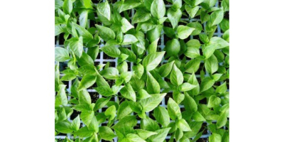 Venta de planteles y plántulas de menta piperita, lista
