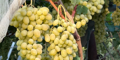 Uvas en venta. Diversas variedades: Montepulciano, Lambrusco, Pizzutella y