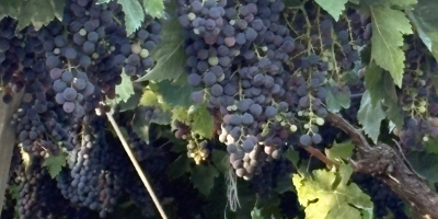 Uvas en venta. Diversas variedades: Montepulciano, Lambrusco, Pizzutella y