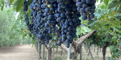 Uvas en venta. Diversas variedades: Montepulciano, Lambrusco, Pizzutella y