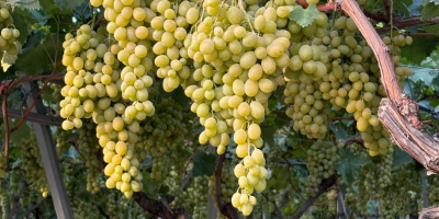 Uvas en venta. Diversas variedades: Montepulciano, Lambrusco, Pizzutella y