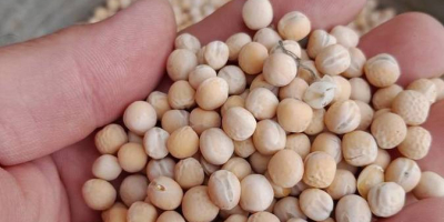 Vendo guisantes de primavera Astronaute de la cosecha de