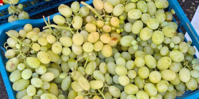 Vendo gran cantidad de uvas de excelente calidad de