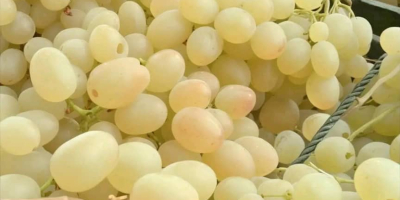 Vendo gran cantidad de uvas de excelente calidad de