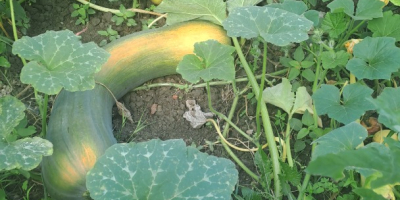 Calabaza Vasca alargada de buena calidad.