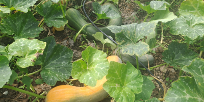 Calabaza Vasca alargada de buena calidad.
