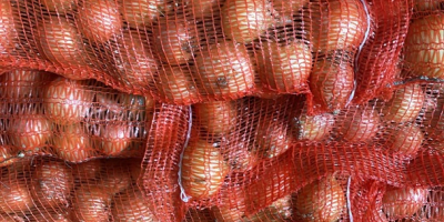 Venta de cebollas, zanahorias, chirivías y patatas (10 kg/bolsa