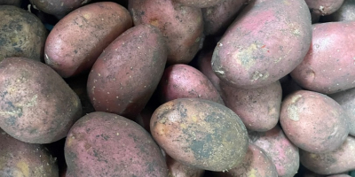 Venta de cebollas, zanahorias, chirivías y patatas (10 kg/bolsa