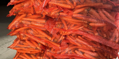 Venta de cebollas, zanahorias, chirivías y patatas (10 kg/bolsa