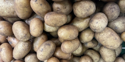 Venta de cebollas, zanahorias, chirivías y patatas (10 kg/bolsa