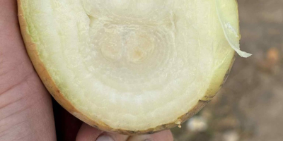 Vendo cebollas secas de la variedad Stuttgarten, más información