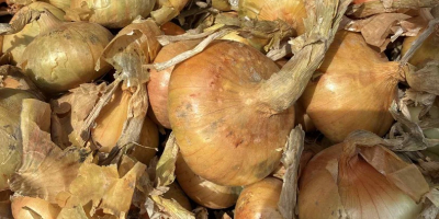 Vendo cebollas secas de la variedad Stuttgarten, más información