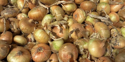 Vendo cebollas secas de la variedad Stuttgarten, más información