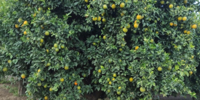 TEMPORADA 2025: Venta de naranjas Washington Navel, Navelina y