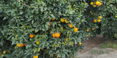 TEMPORADA 2025: Venta de naranjas Washington Navel, Navelina y