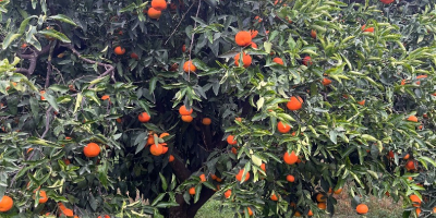 TEMPORADA 2025: Venta de naranjas Washington Navel, Navelina y