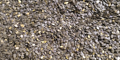 Hola. Nuestra empresa produce semillas de calabaza con una