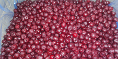 Vendo cerezas ácidas IQF, clase I, sin hueso, en