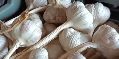 Ajo Harnaś en venta. Sano, cuidadosamente limpio y calibrado.