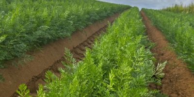 Ofrezco zanahorias frescas, de calidad comercial y para el